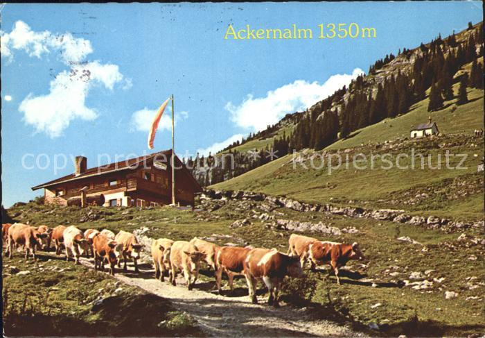 Landl Thiersee Jausenstation Ackernalm Kuehe