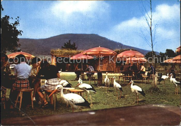 Kintzheim Hunawihr Cafe mit Störchen