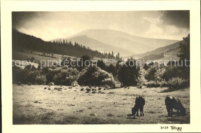 Foto Popp Nr. 3153 Kühe Natur Berge