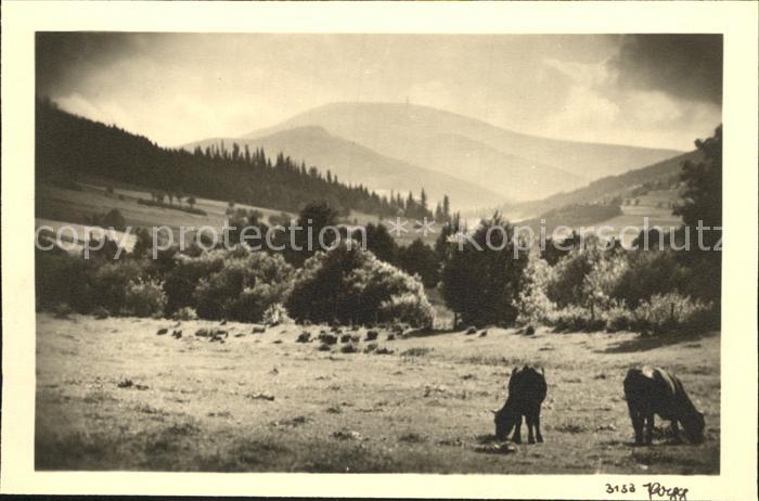 Foto Popp Nr. 3153 Kühe Berge Natur