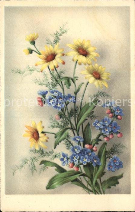 Blumen Margeriten Verlag-Elite-Nr. 6264