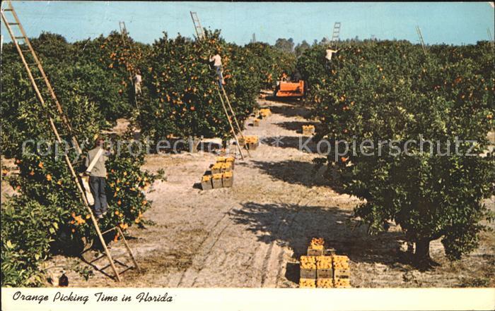 Ernte Landwirtschaft Orange Picking Time Florida