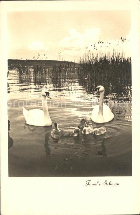 Schwan Schwanenfamilie