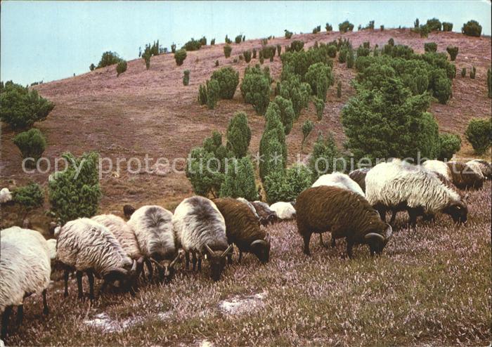 Schafe Lueneburger Heide