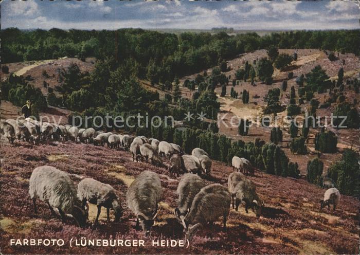 Schafe Lueneburger Heide