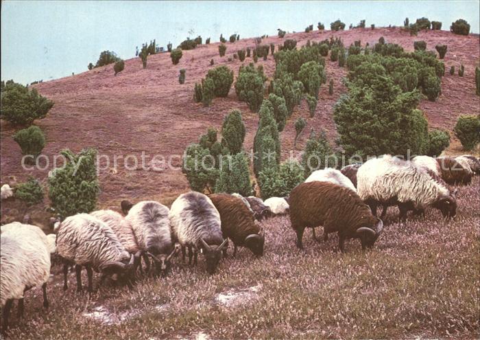 Schafe Heidschnucken Lueneburger Heide