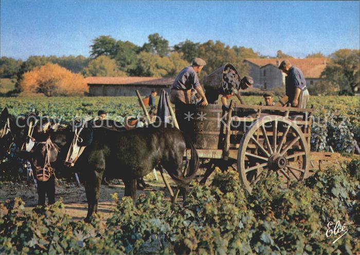 Ernte Landwirtschaft Vendange Weinlese Frankreich