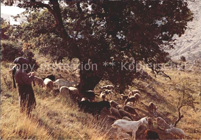 Schafe Bergere France