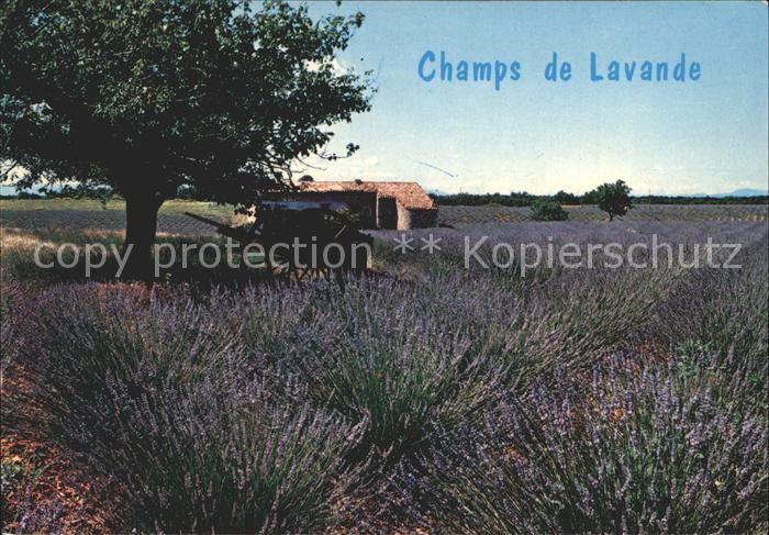 Pflanzen Lavendel Champs de Lavande