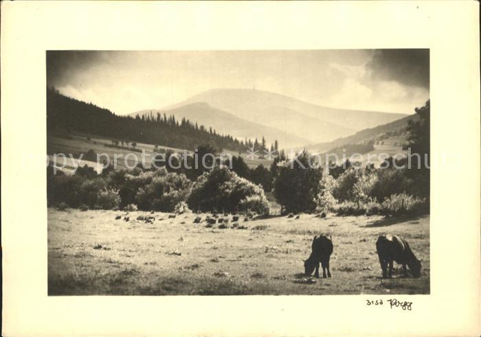 Foto Popp Nr. 3153 Kühe Natur Berge