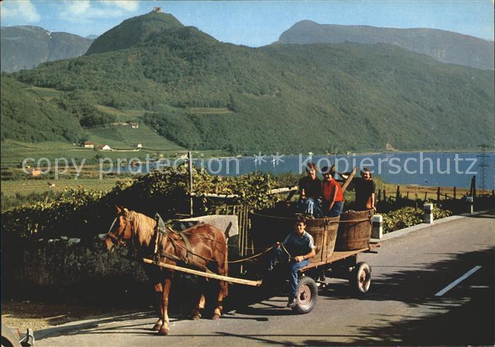 Ernte Landwirtschaft Weinlese Südtirol Raccolta del vino Pfe
