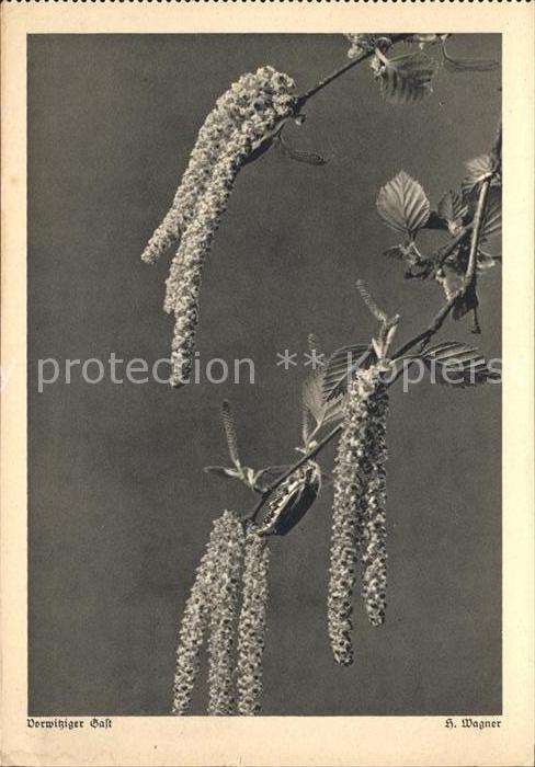 Maikaefer Cockchafer Hanneton Schneider-Karte Nr. 50155