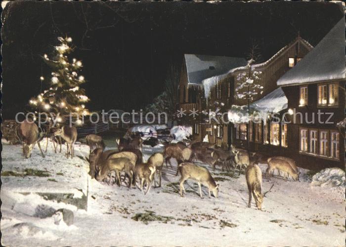 Bad Harzburg Harzhotel Molkenhaus Wild