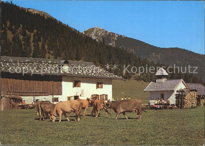 Partenkirchen Esterbergalm Kuehe