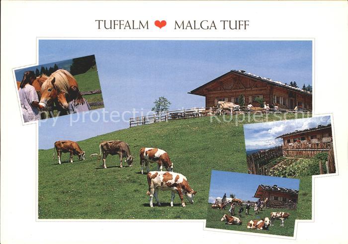 Voels Tirol Tuffalm Huette Malga Tuff Haflinger Kuehe