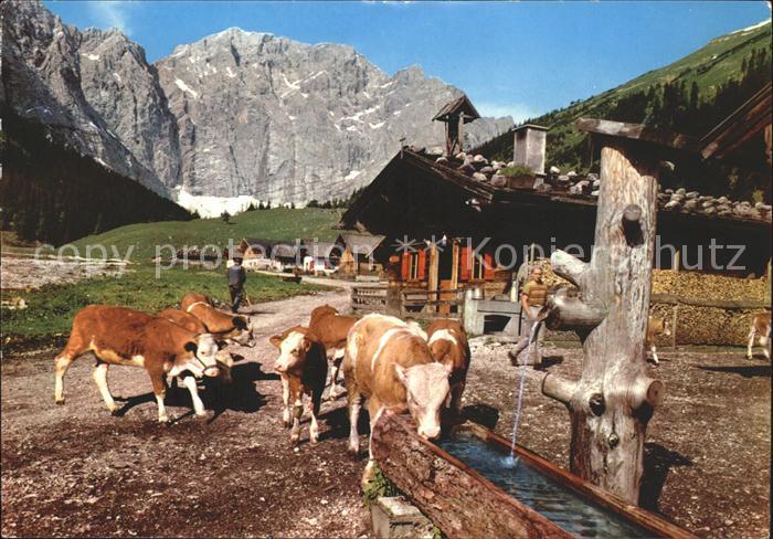 Engalm Kuehe am Brunnen