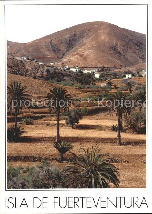 Betancuria Panorama Palmen