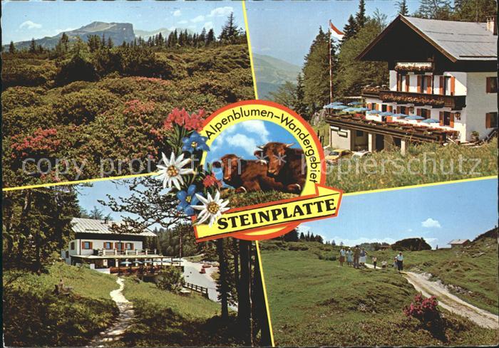 Waidring Tirol Alpengasthof Steinplatte Restaurant Cafe Wandergebiet Alpenflora
