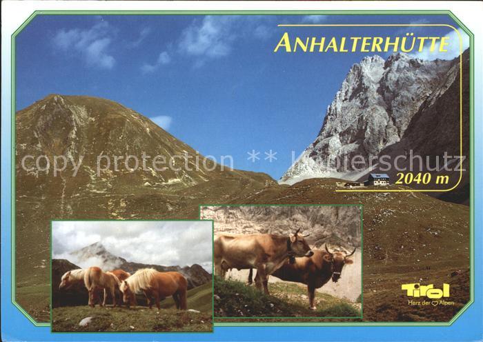 Anhalter Huette Kuehe Haflinger Gebirgspanorama