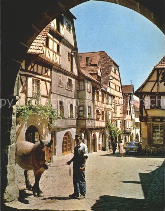 Alsace Elsass Pferd