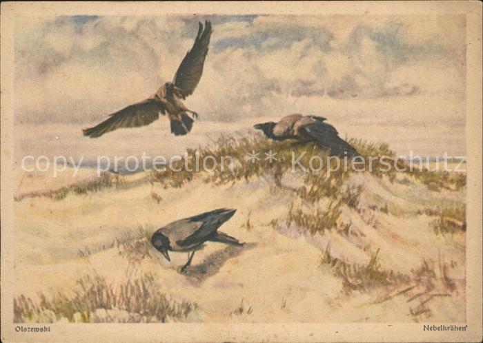 Voegel Birds Oiseaux Uccelli Pajaros-- Nebelkraehen Kuenstlerkarte Olszewski