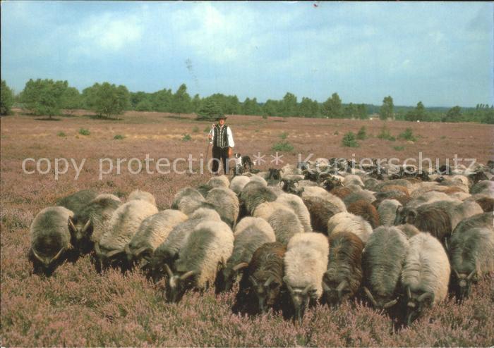Schafe Hirte Lüneburger Heide