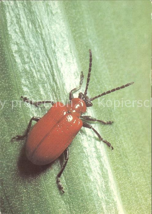 Insekten Lilienhaehnchen Lilioceris lilii