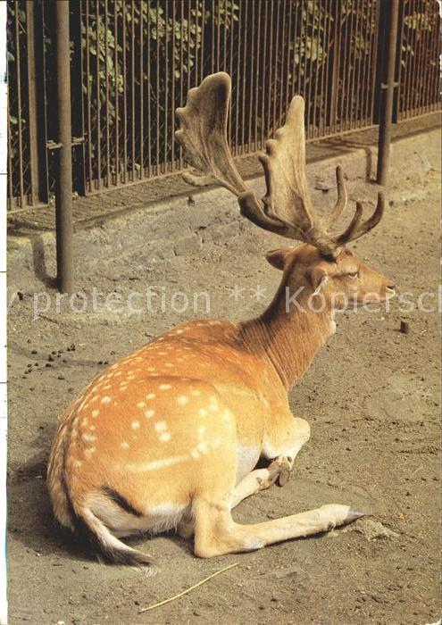 Hirsch Damhirsch Tierpark Bischofswerda