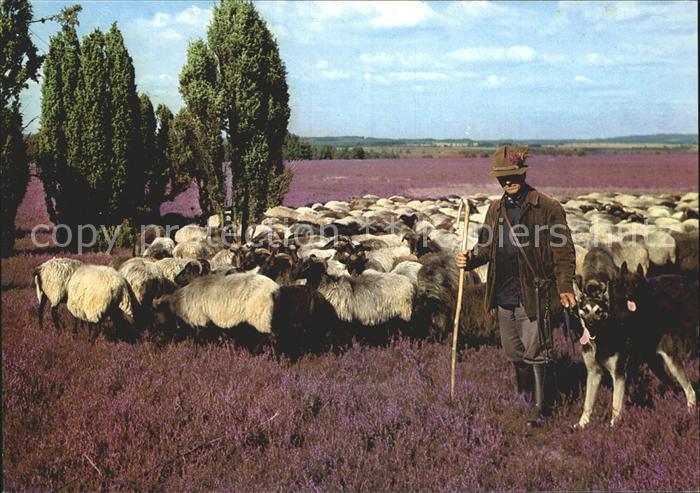 Schafe Heidschnucken Hirte Lueneburger Heide Heidekraut