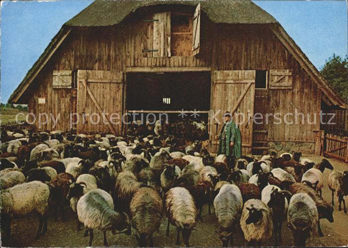 Schafe Heidschnucken Schafstall Schaefer Lueneburger Heide