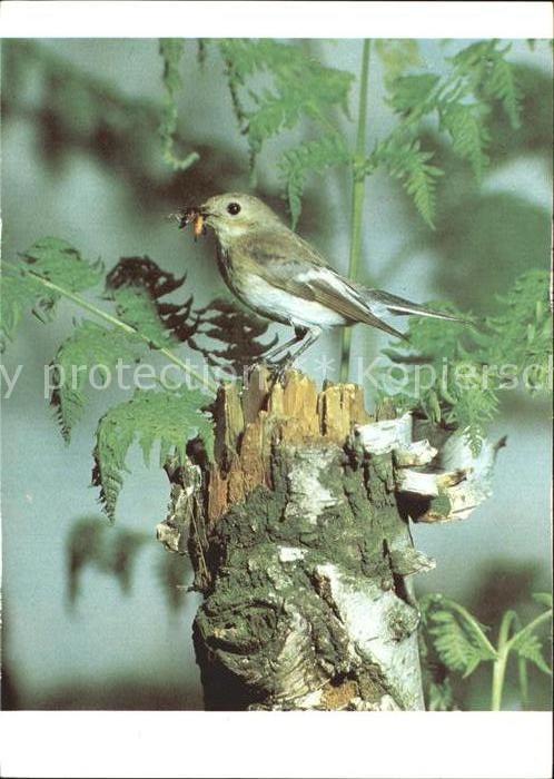 Voegel Birds Oiseaux Uccelli Pajaros-- Trauerschnepper