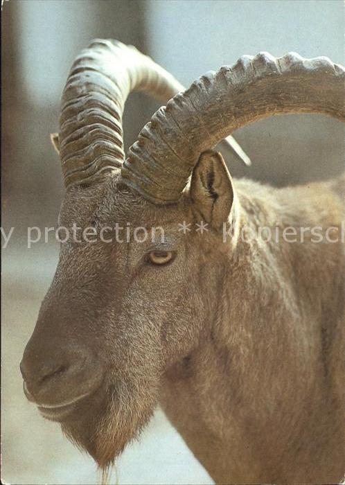Steinbock Westkaukasischer Steinbock 125 Jahre Zoo Dresden