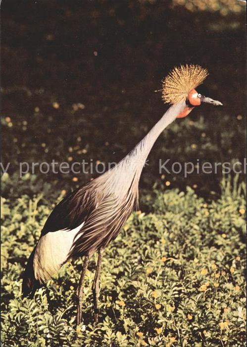 Voegel Birds Oiseaux Uccelli Pajaros-- Kronenkranich Zoo Dresden