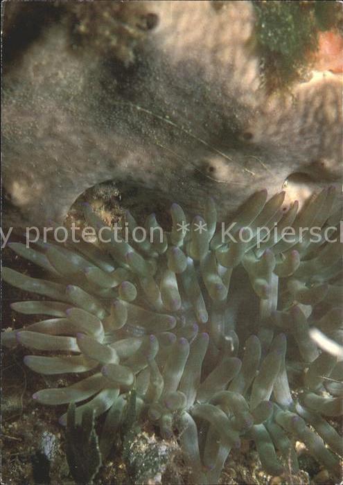 Meerestiere Seeanemone Goldrose Condylactis aurantiaca