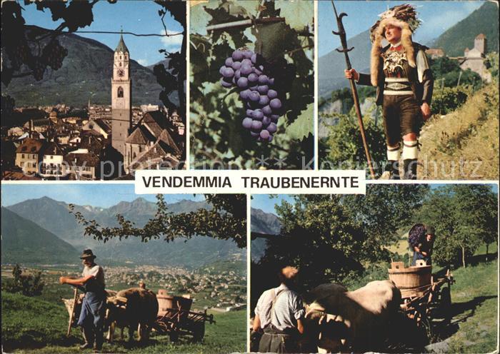 Ernte Landwirtschaft Traubenernte Vendemmia Merano Meran