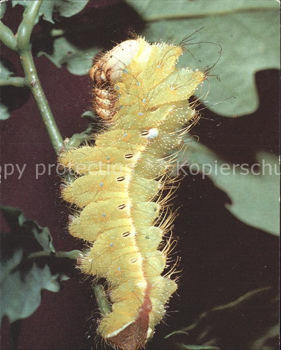 Insekten Raupe Chinesischer Eichenseidenspinner