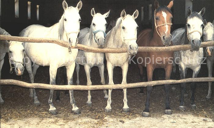 Pferde Narodny zrebcin Topolcianky statny podnik Shagya arabske