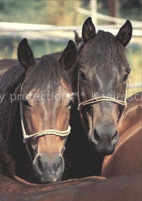 Pferde Plemenne huculske kobyly na pastve