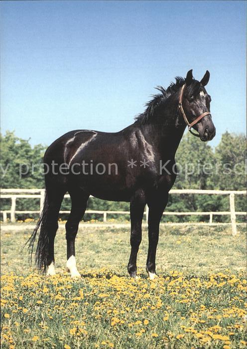 Pferde Farma Bolka Polivky Olsany u Rousinova