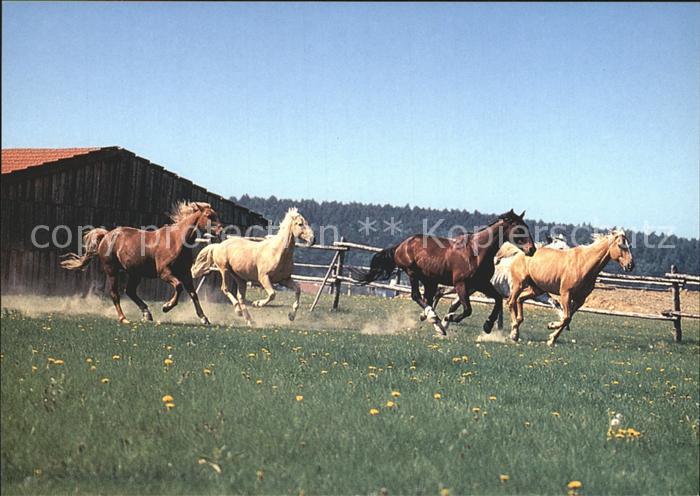 Pferde Farma Bolka Polivky Olsany u Rousinova