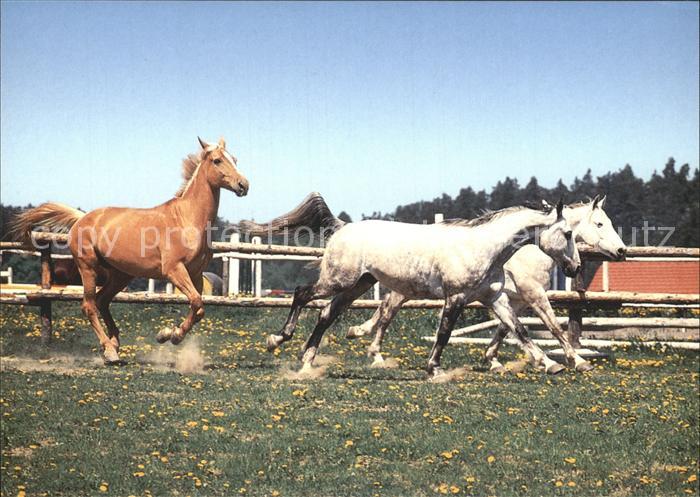 Pferde Farma Bolka Polivky Olsany u Rousinova