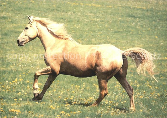Pferde Farma Bolka Polivky Olsany u Rousinova
