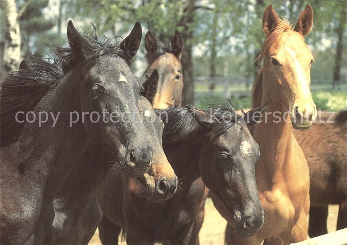 Pferde Hrebcin Albertovec