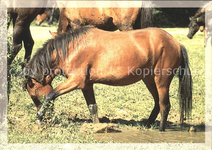 Pferde Aggtelek Nemzeti Park Hungary