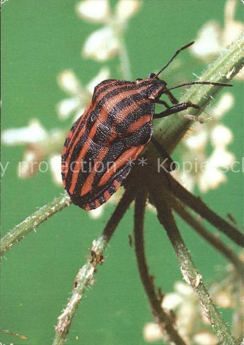 Insekten Streifenwanze Insektarium Karl-Marx-Stadt