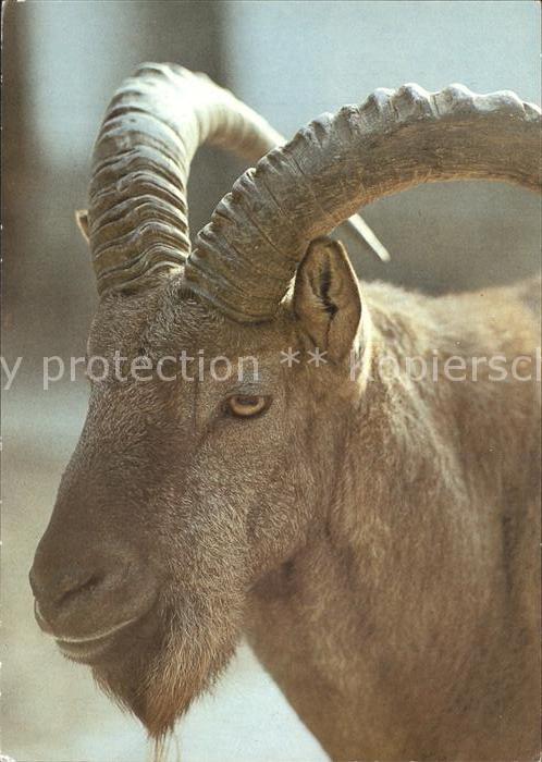 Steinbock Westkaukasischer Steinbock 125 Jahre Zoo Dresden