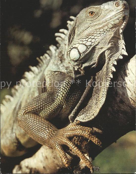 Tiere Gruener Leguan 125 Jahre Zoo Dresden