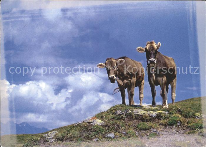 Kuehe Alp Soliva Medels GR