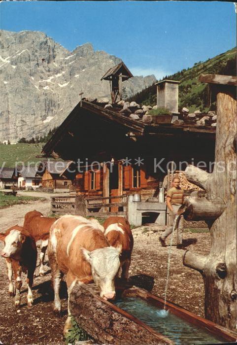 Kuehe Karwendelgebrige Eng