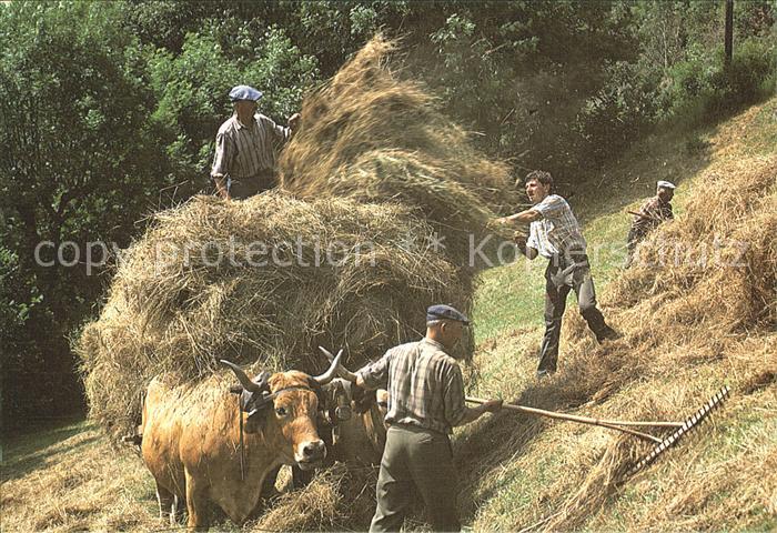 Ernte Landwirtschaft Fenaison Heumahd